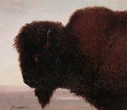 Albert Bierstadt Buffalo Head oil